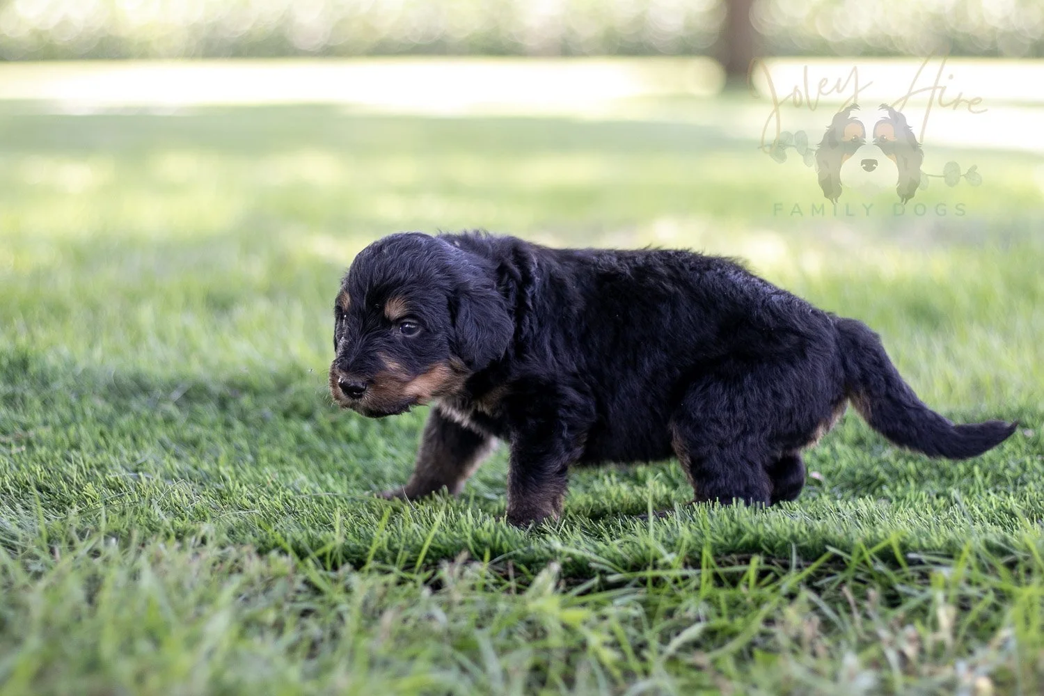 Gilbert Blythe Bernedoodle Puppy-583.jpg