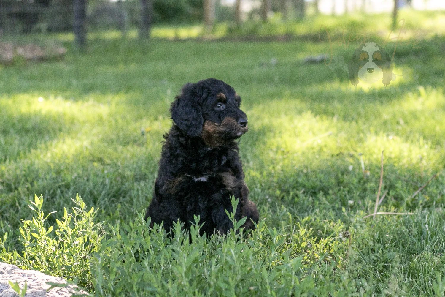 Piano Bernedoodle Puppy-24.jpg