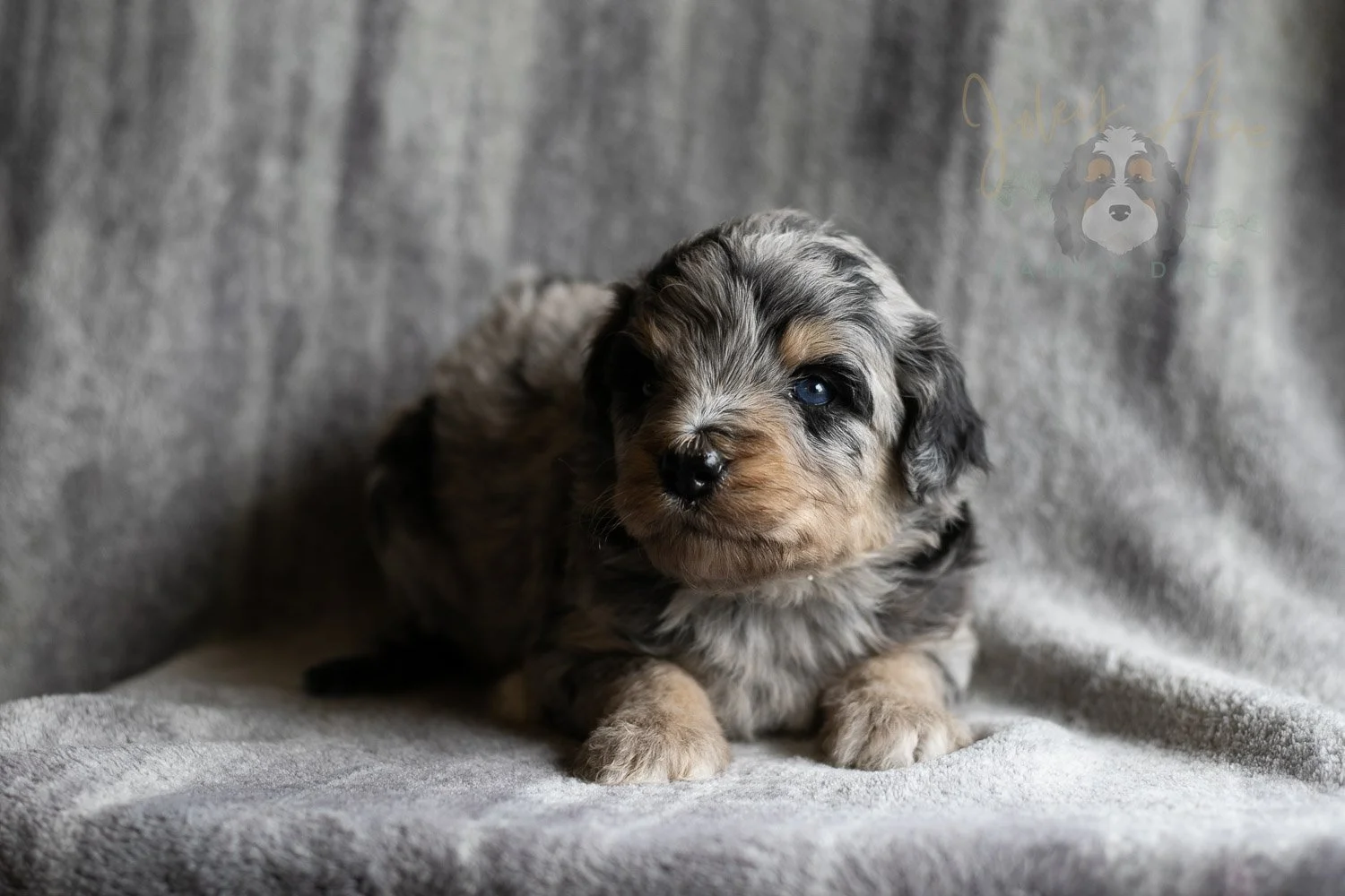 Mary Cassatt Bernedoodle Puppy-171.jpg