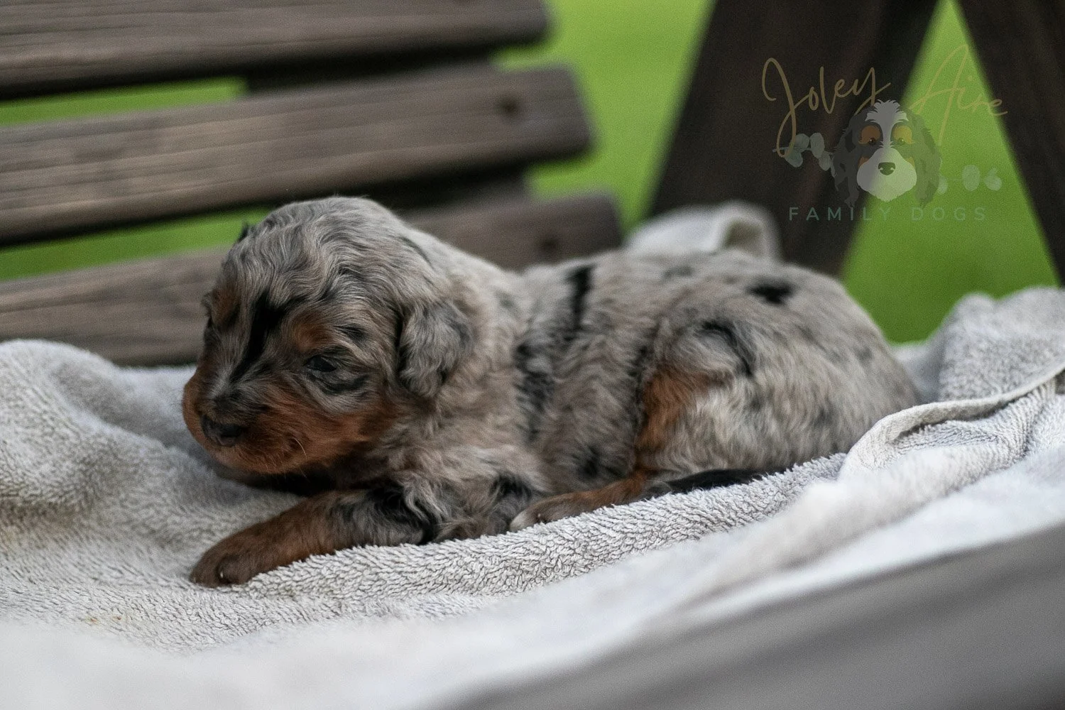 Marilla Cuthbert Bernedoodle Puppy-64.jpg