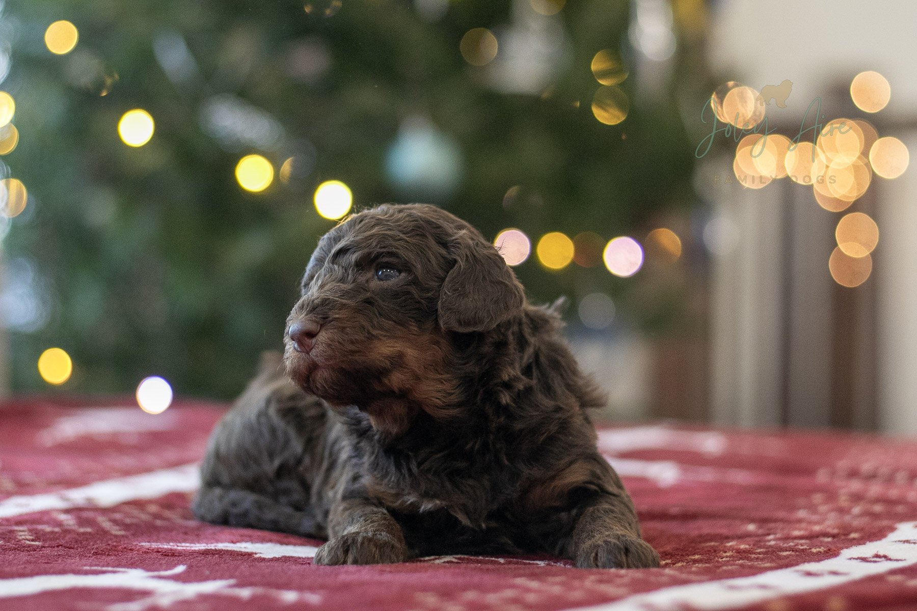 Arwen - Chocolate Bernedoodle Puppy