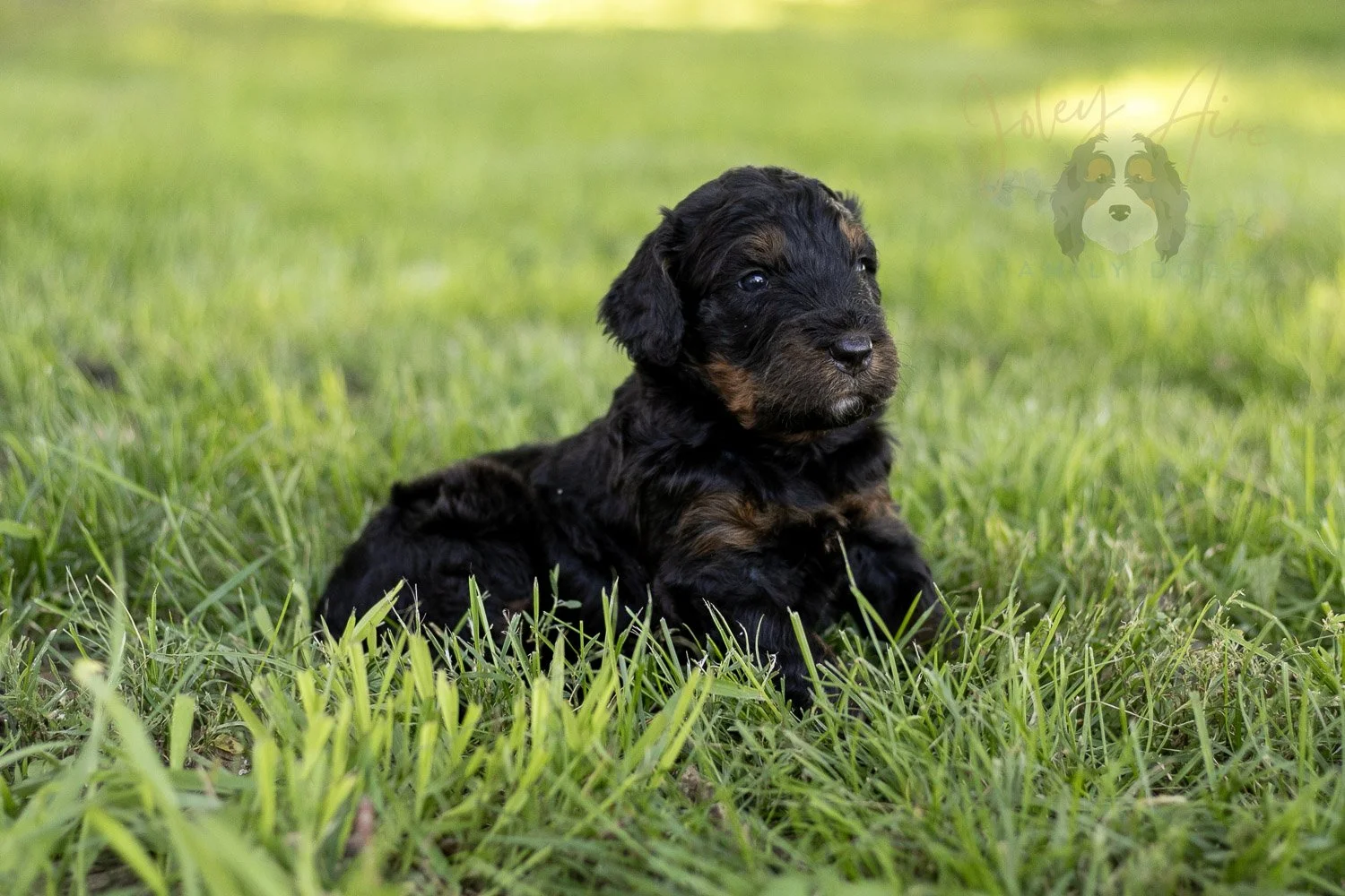 Acadia Bernedoodle Puppy-425.jpg