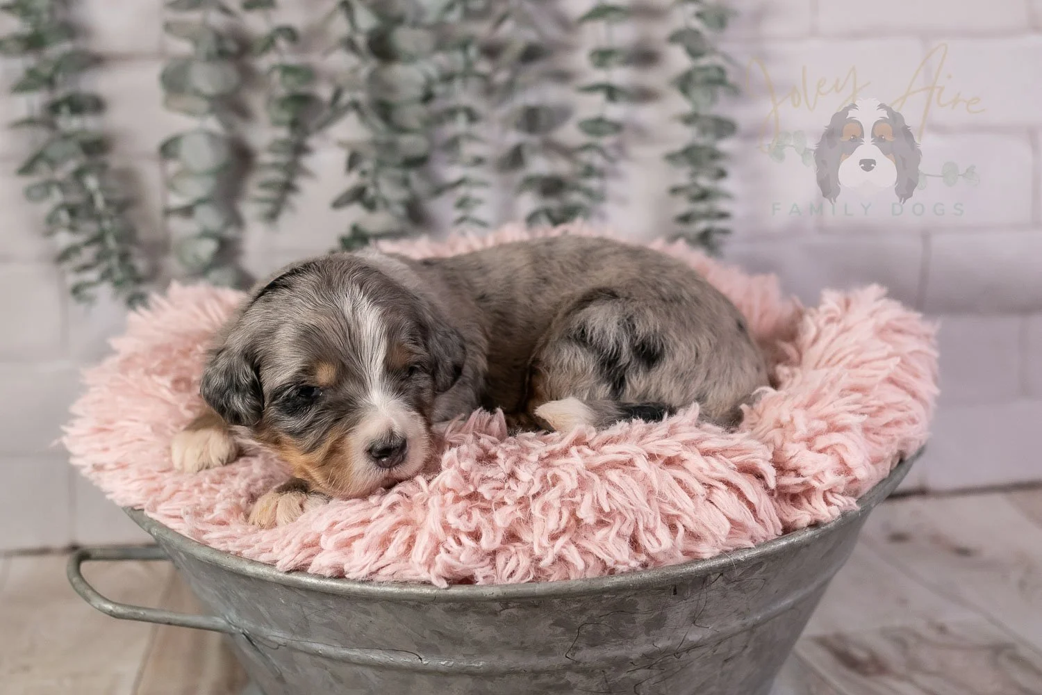 Drum Bernedoodle Puppy-27.jpg