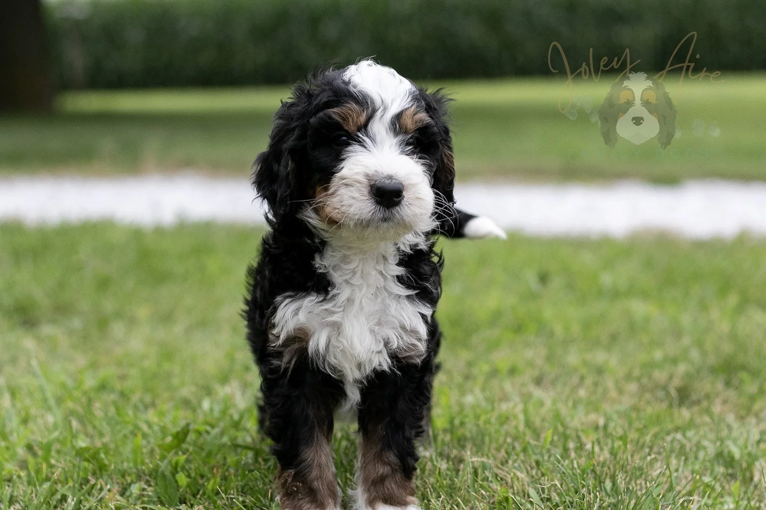 Yellowstone Bernedoodle Puppy-53.jpg