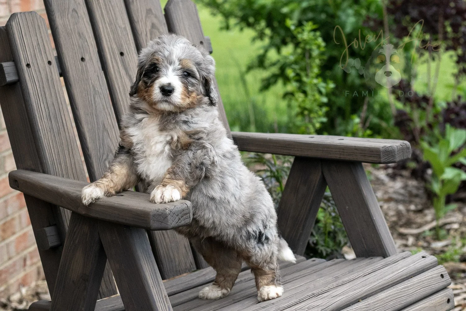 Drum Bernedoodle Puppy-15.jpg