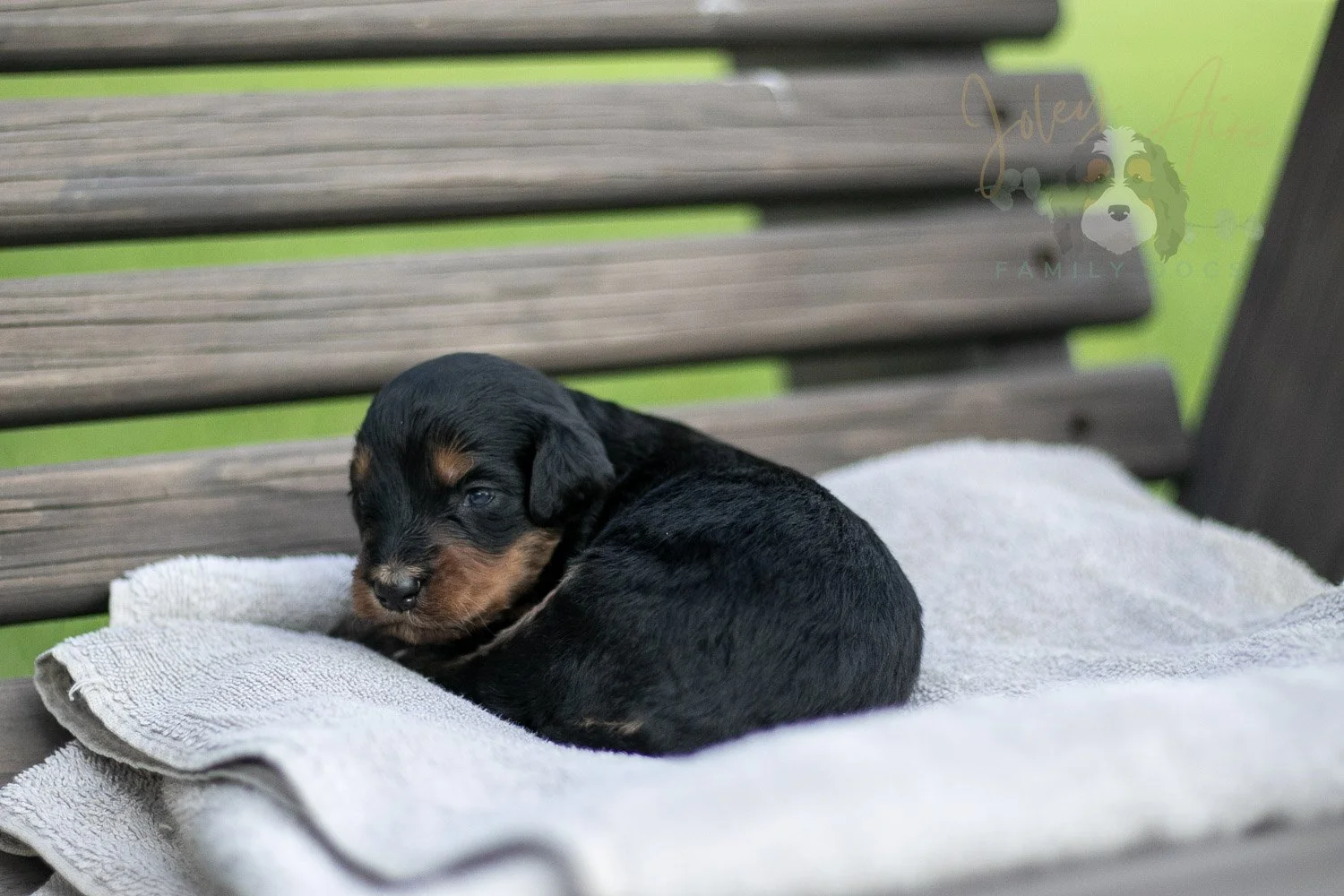 Mini Mae Bernedoodle Puppy-04.jpg