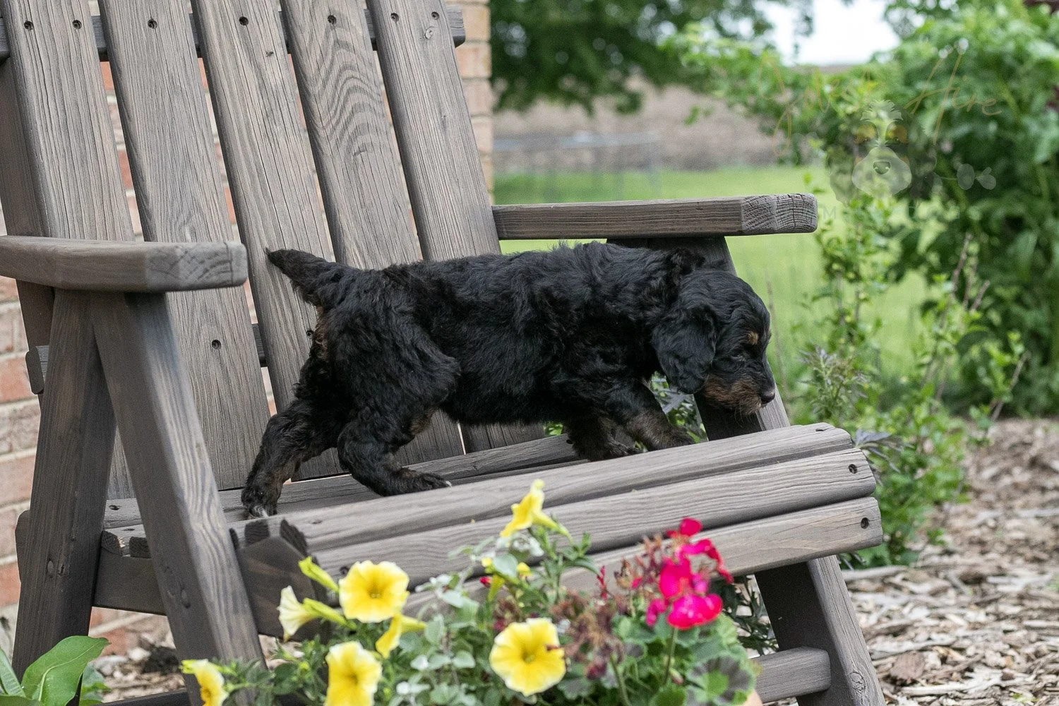 Piano Bernedoodle Puppy-15.jpg