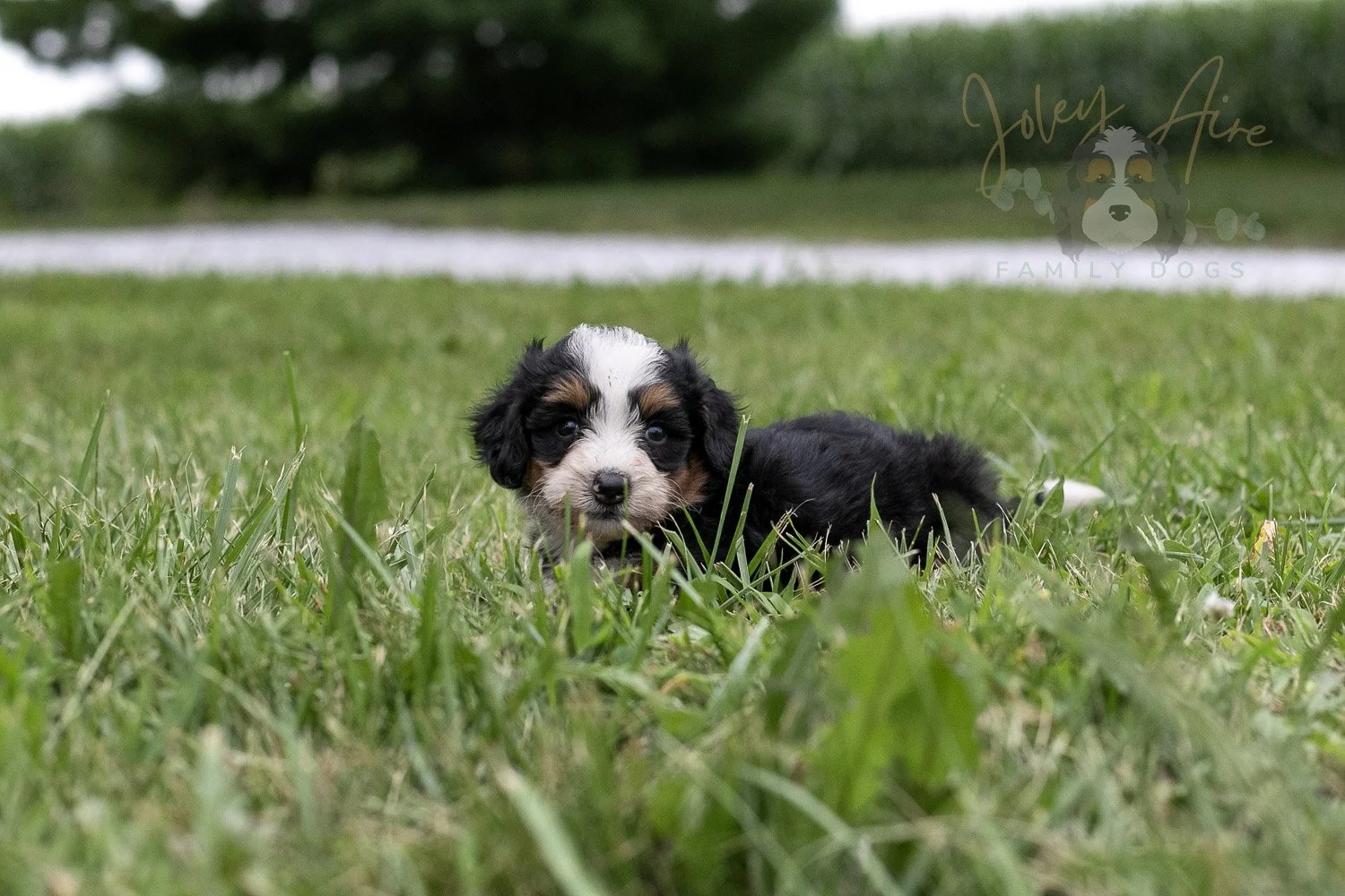 Anne Shirley Bernedoodle Puppy-095.jpg