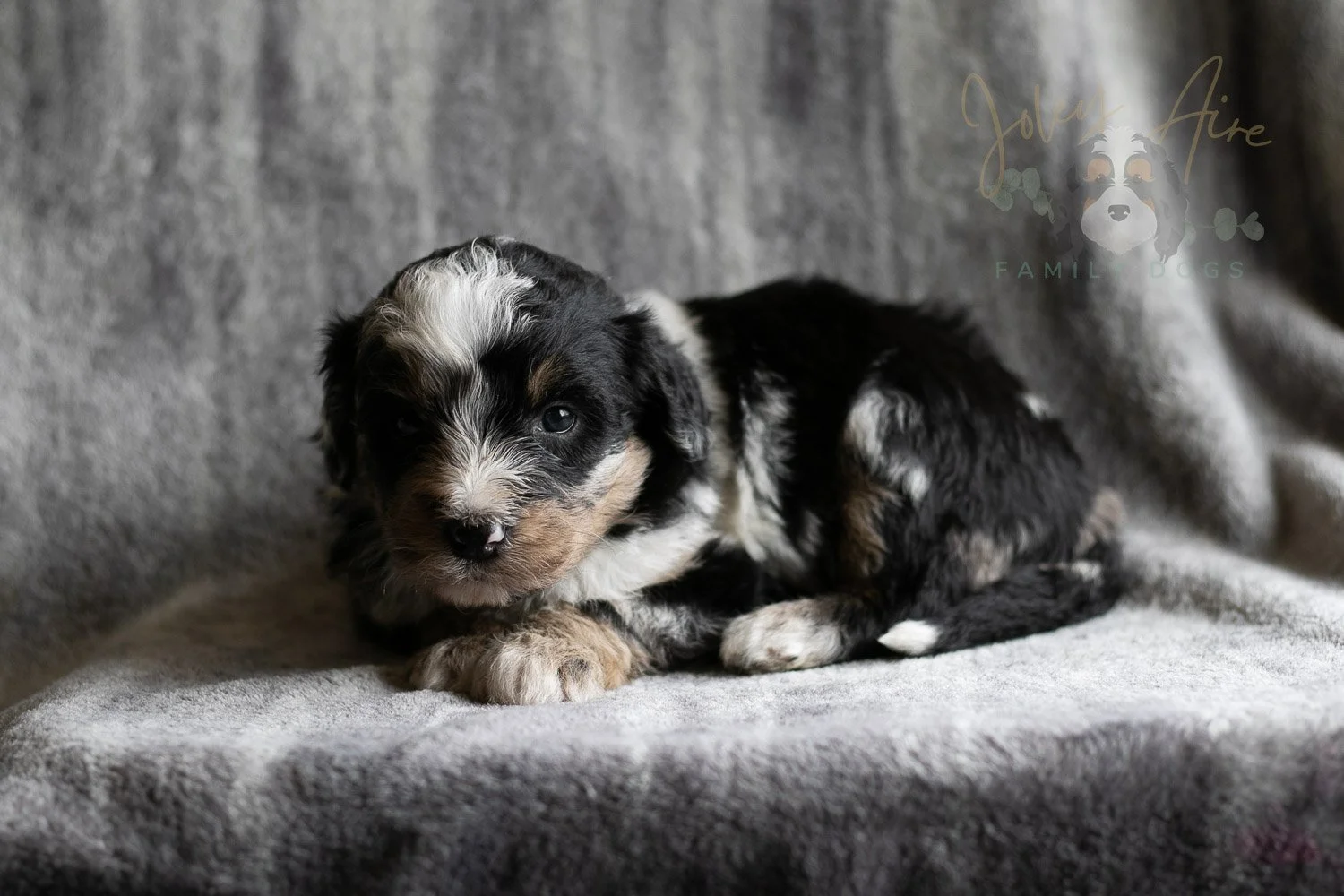 Artemisia Bernedoodle Puppy-139.jpg