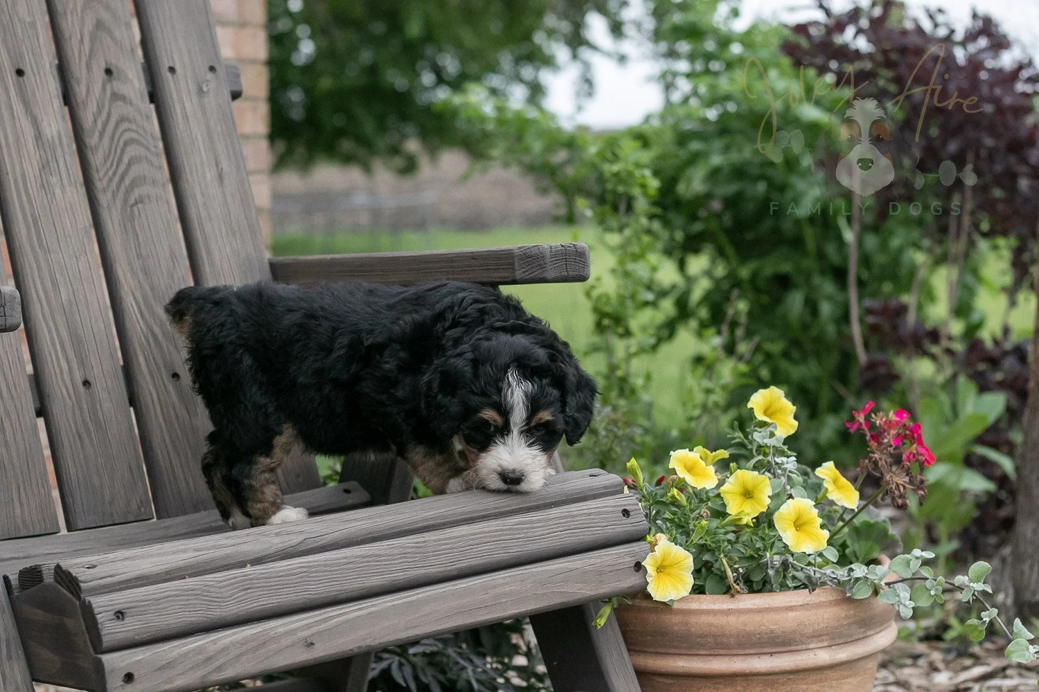 Trumpet Bernedoodle Puppy-3.jpg