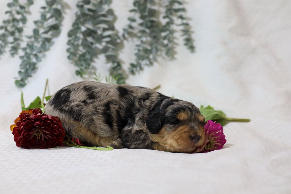 Smore's Bernedoodle-11.jpg
