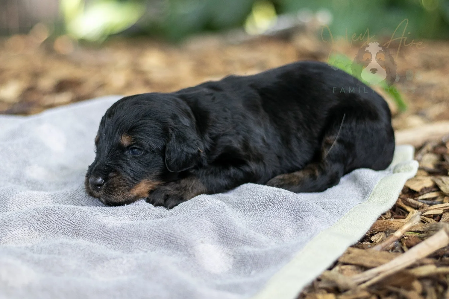 Olympic Bernedoodle Puppy-120.jpg