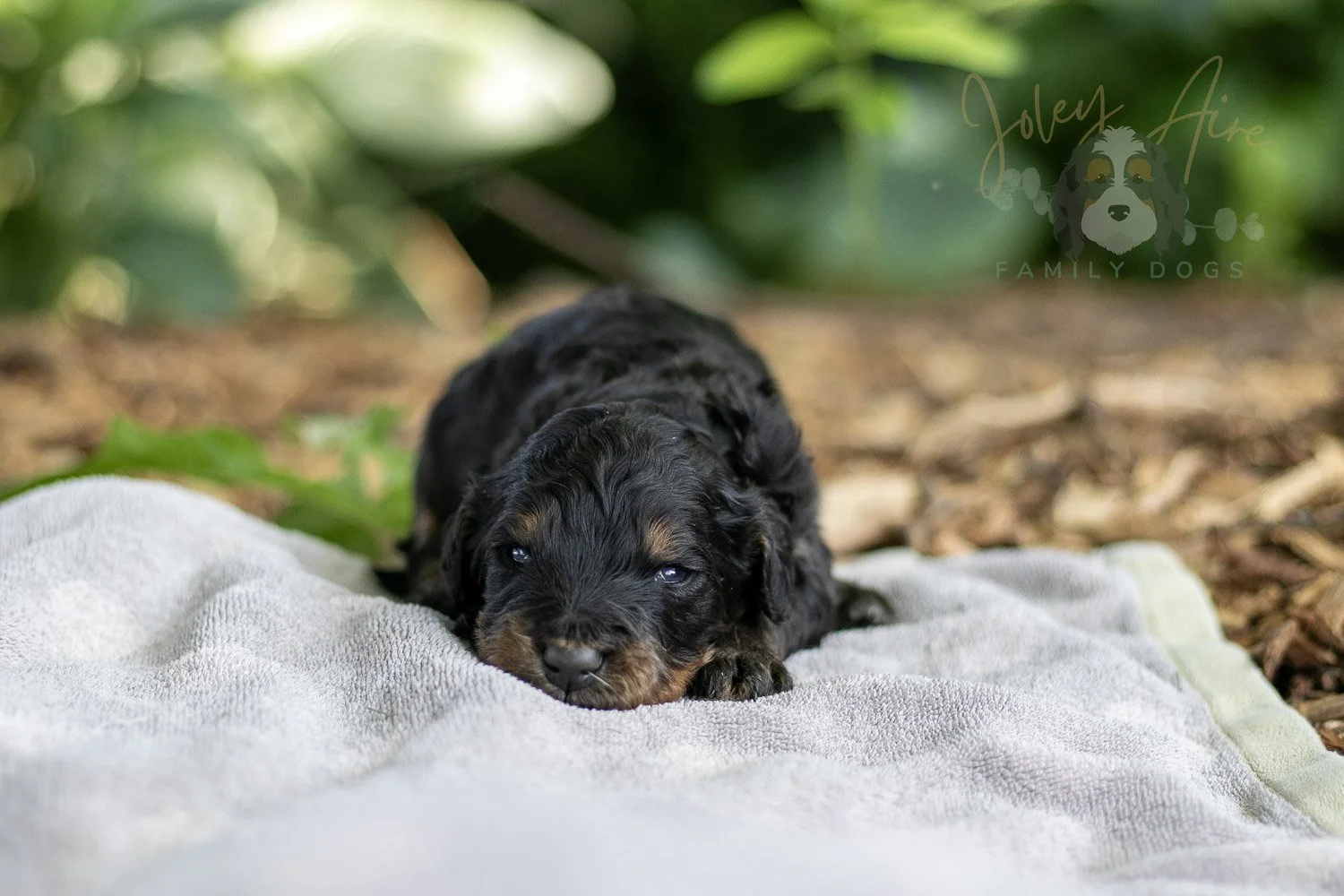 Bryce Bernedoodle Puppy-160.jpg
