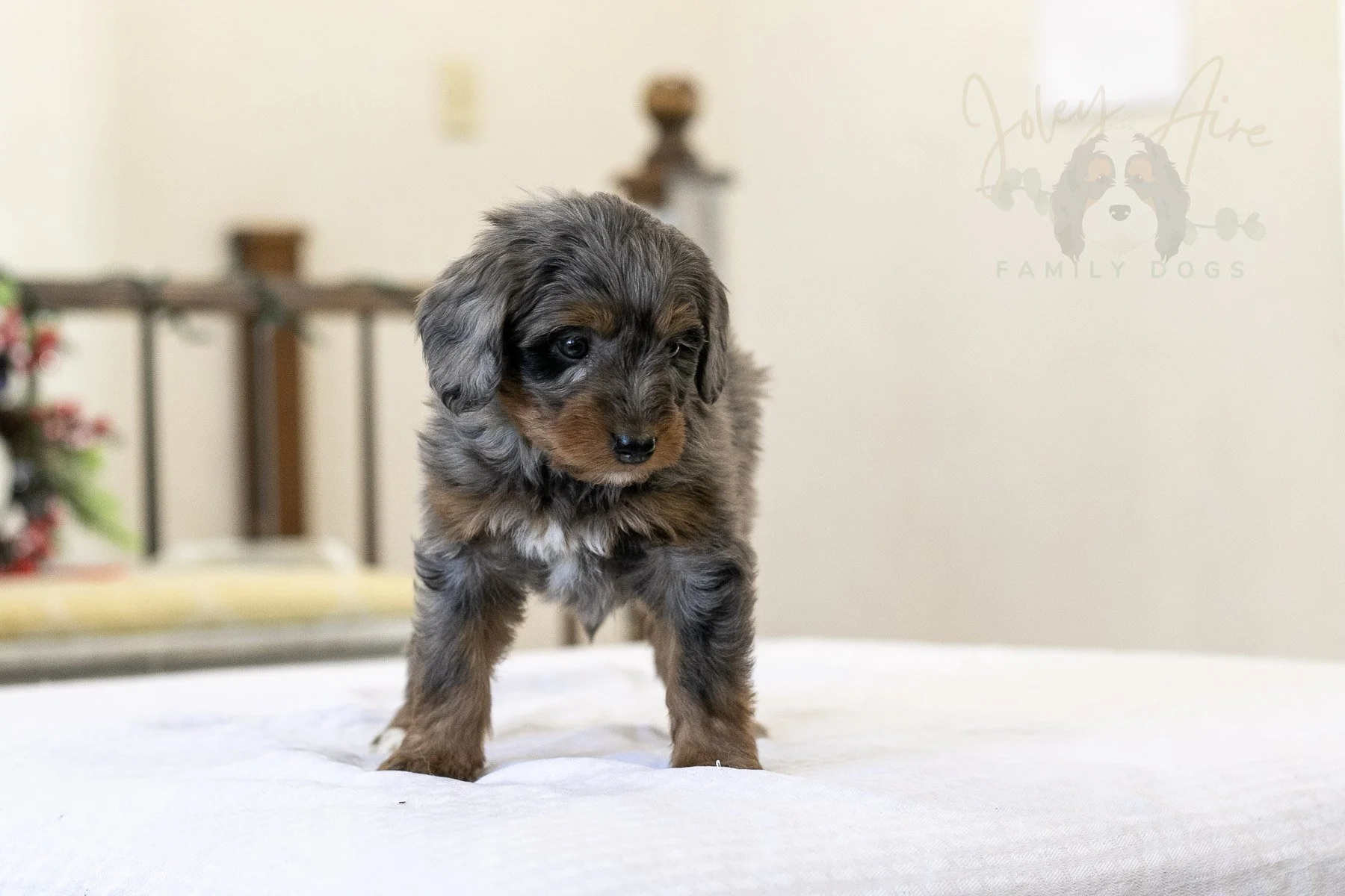 Eiger Bernedoodle Puppy-06.jpg