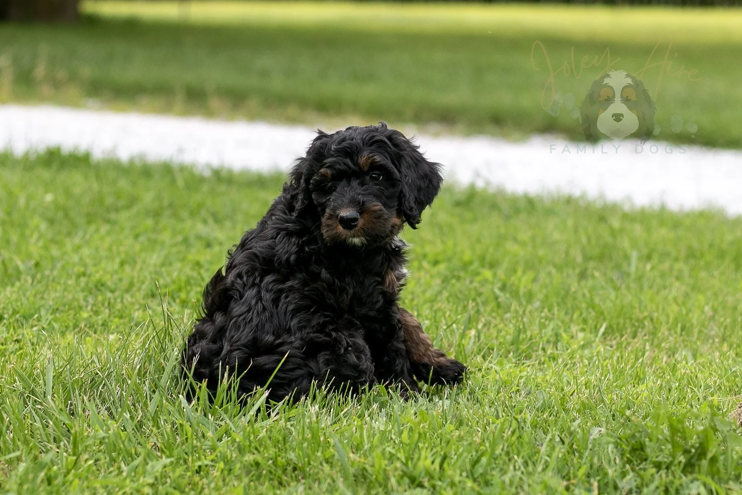 Denali Bernedoodle Puppy-89.jpg
