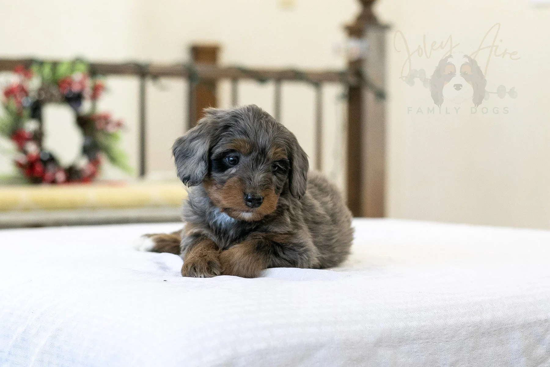 Eiger Bernedoodle Puppy-03.jpg