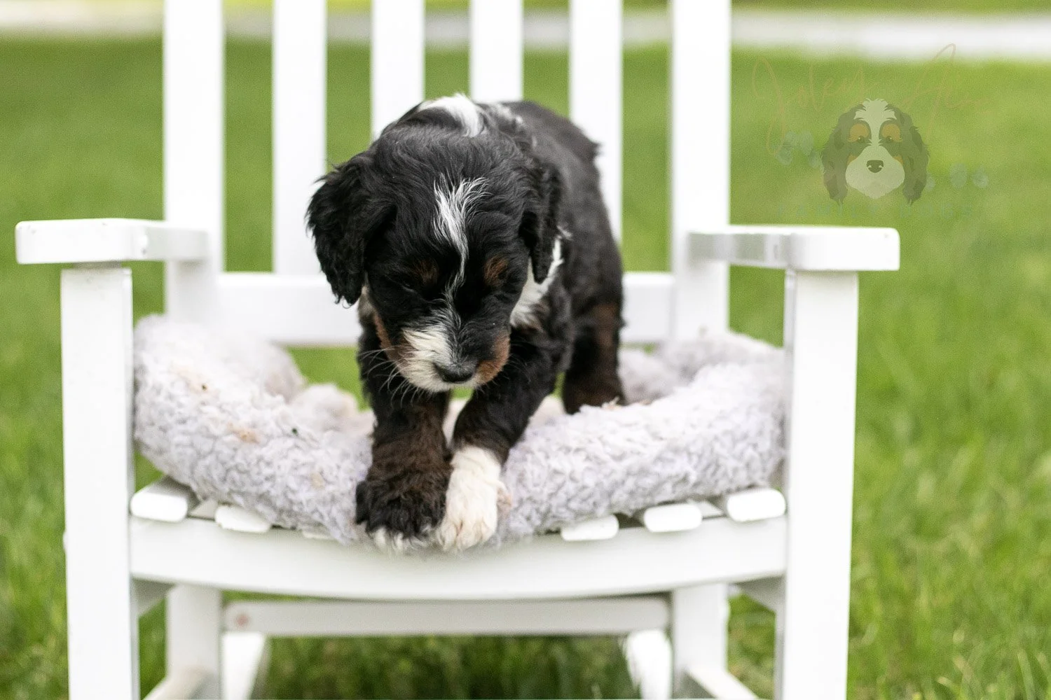 Yosemite Bernedoodle Puppy-970.jpg