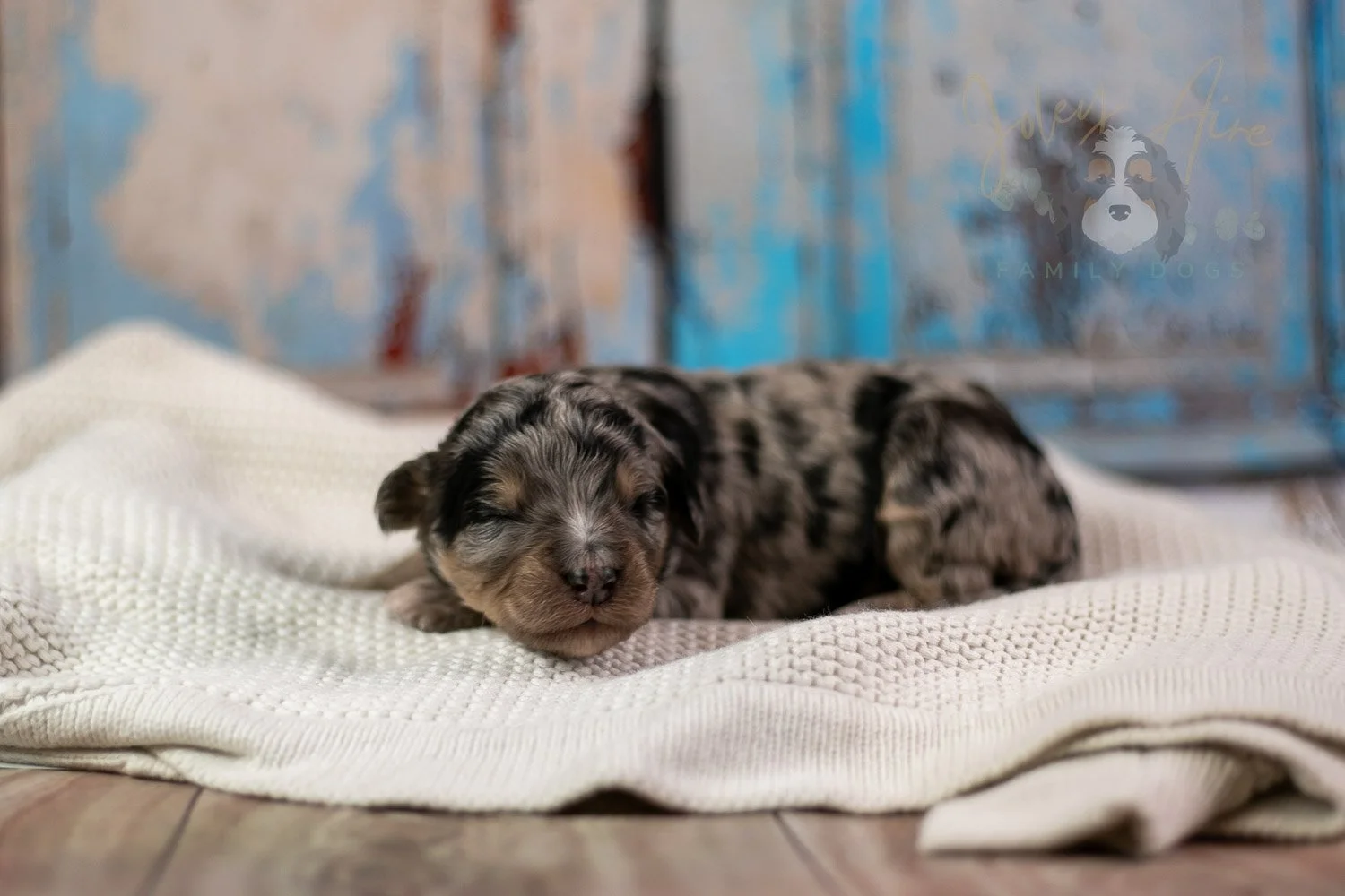 Mary Cassatt Bernedoodle Puppy-260.jpg