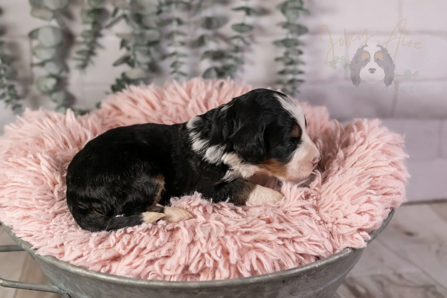 Harmonica Bernedoodle Puppy-36.jpg