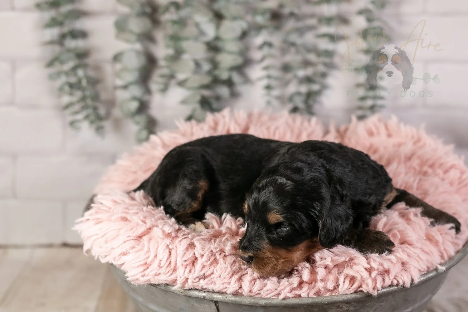 Guitar Bernedoodle Puppy-9.jpg