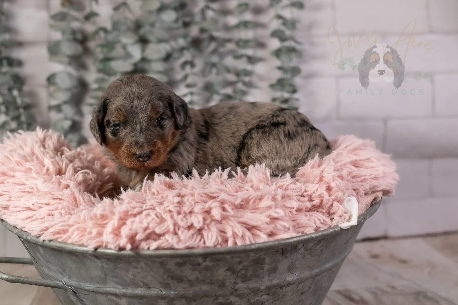 Flute Bernedoodle Puppy-19.jpg