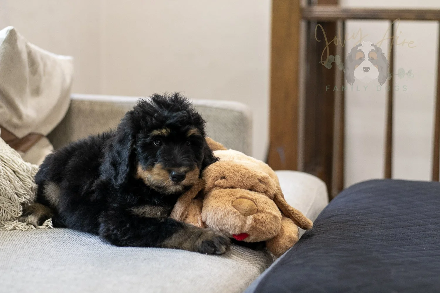 Gilbert Bernedoodle Puppy-332.jpg