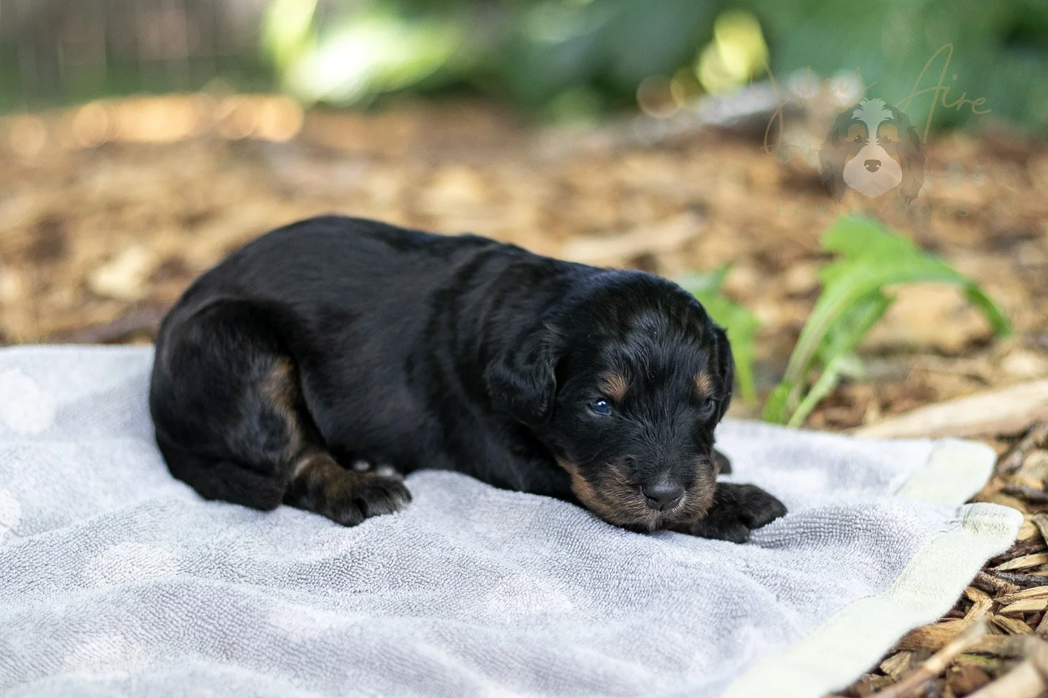 Olympic Bernedoodle Puppy-114.jpg