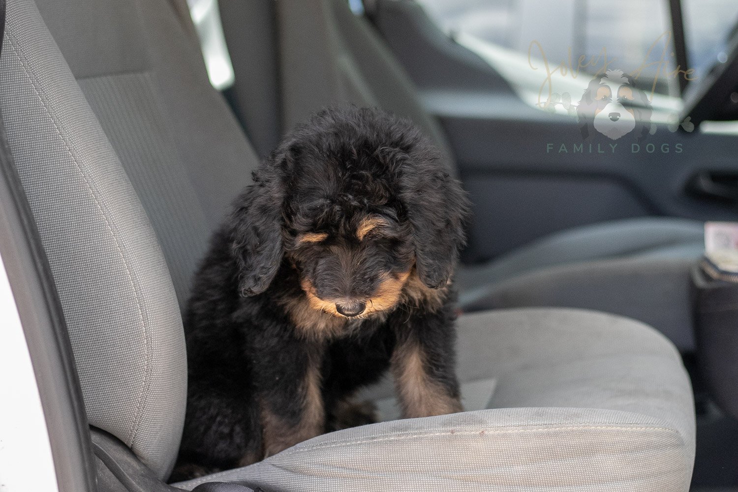 Gilbert Bernedoodle Puppy-348.jpg