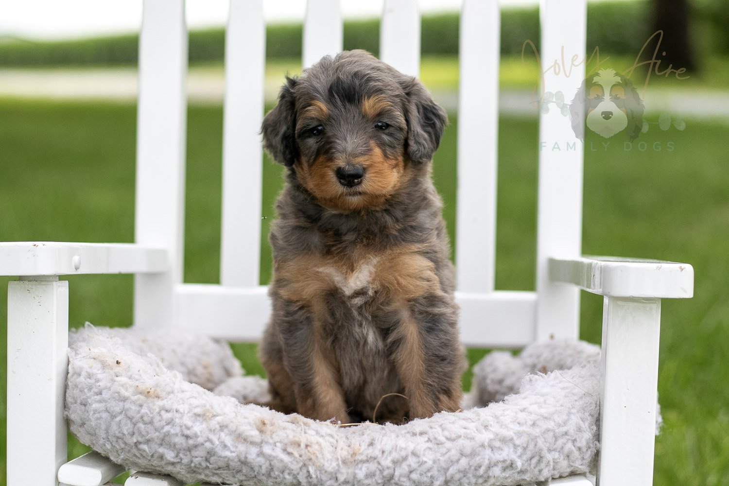 Josie Pye Bernedoodle Puppy-908.jpg