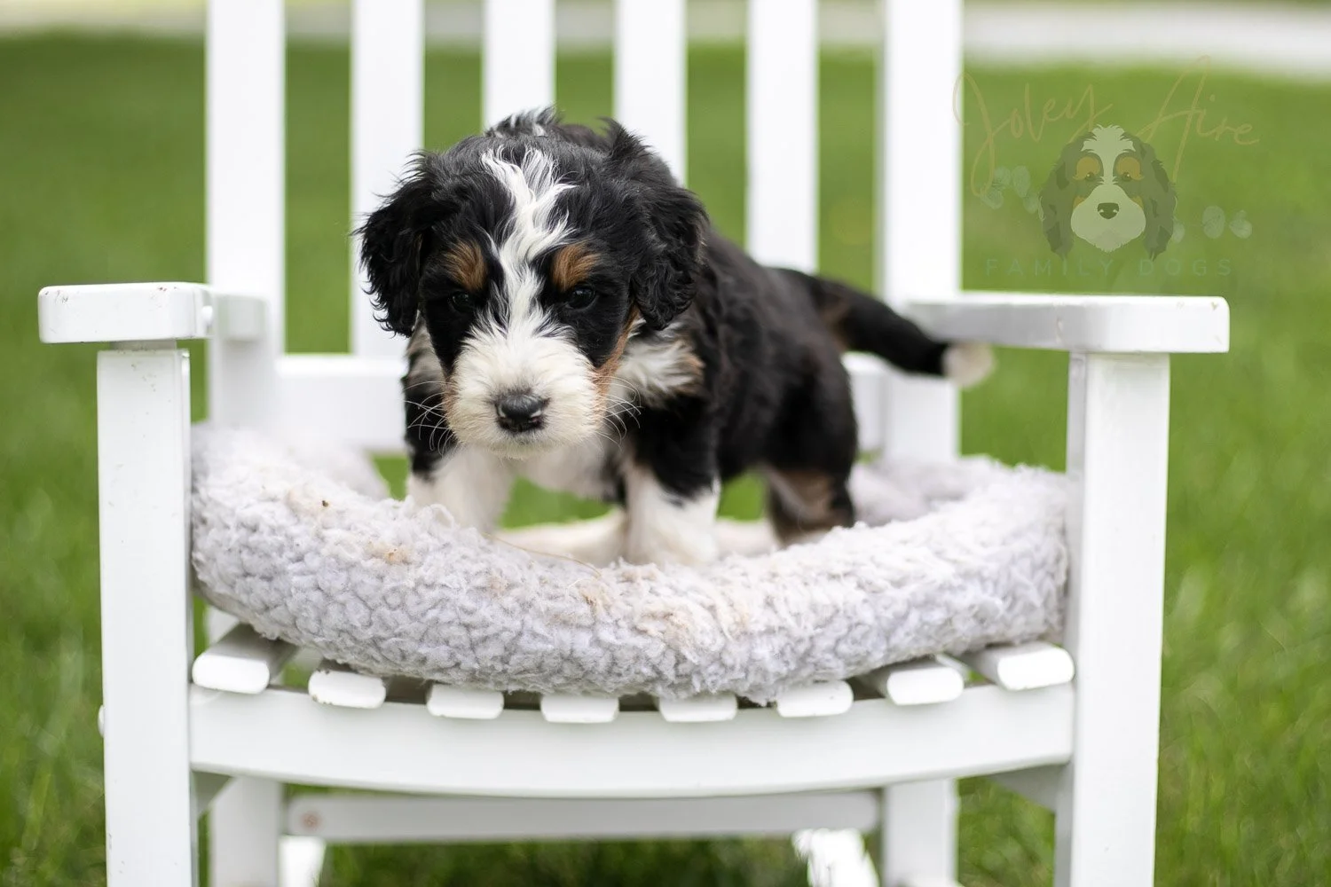 Zion Bernedoodle Puppy-820.jpg