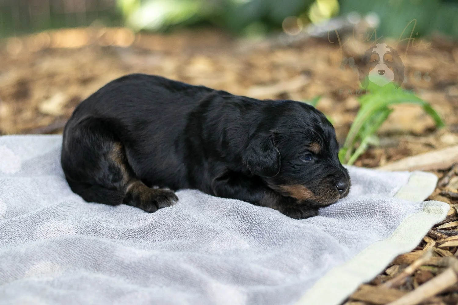 Olympic Bernedoodle Puppy-115.jpg