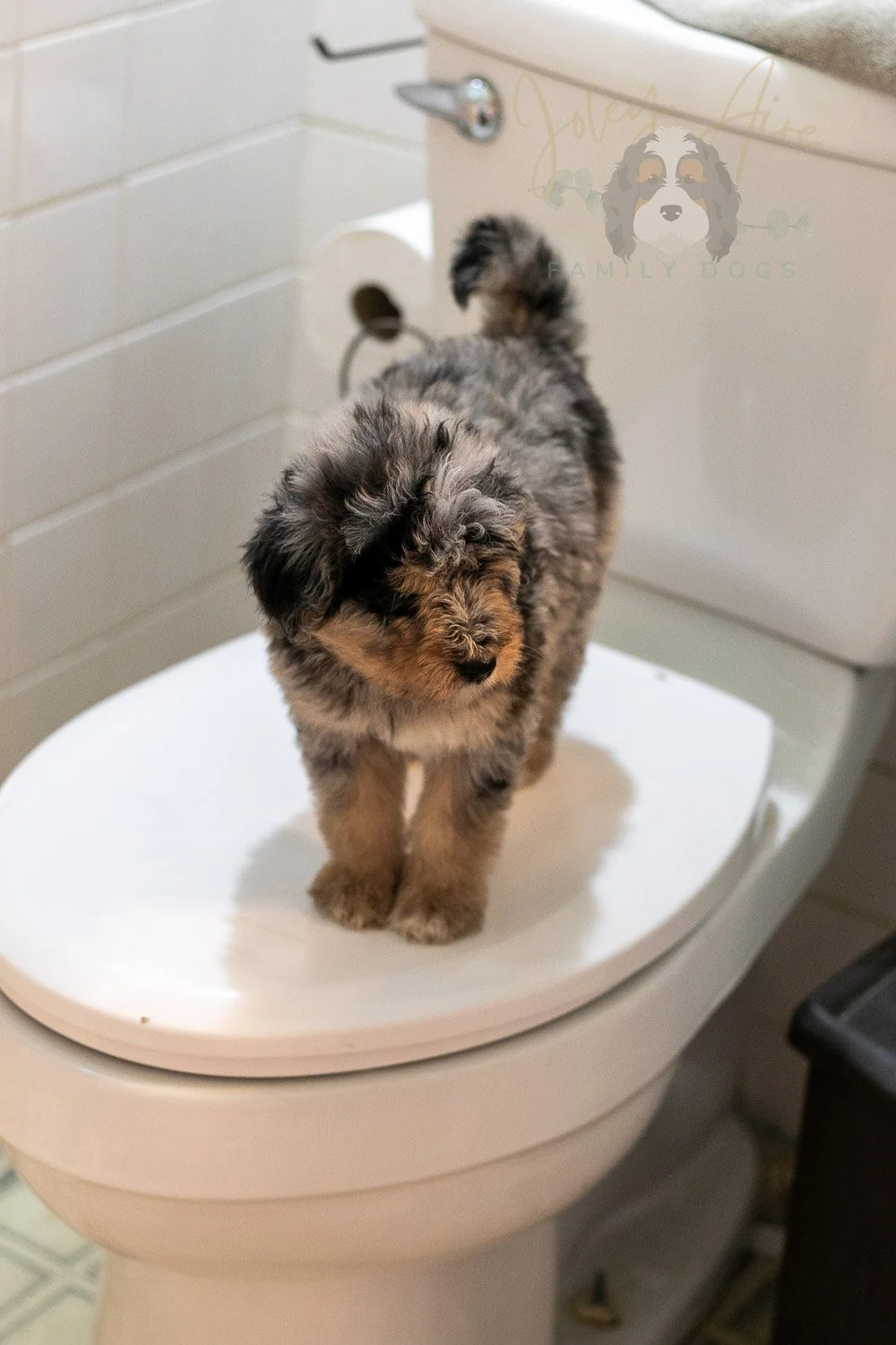 Mary Bernedoodle Puppy-321.jpg