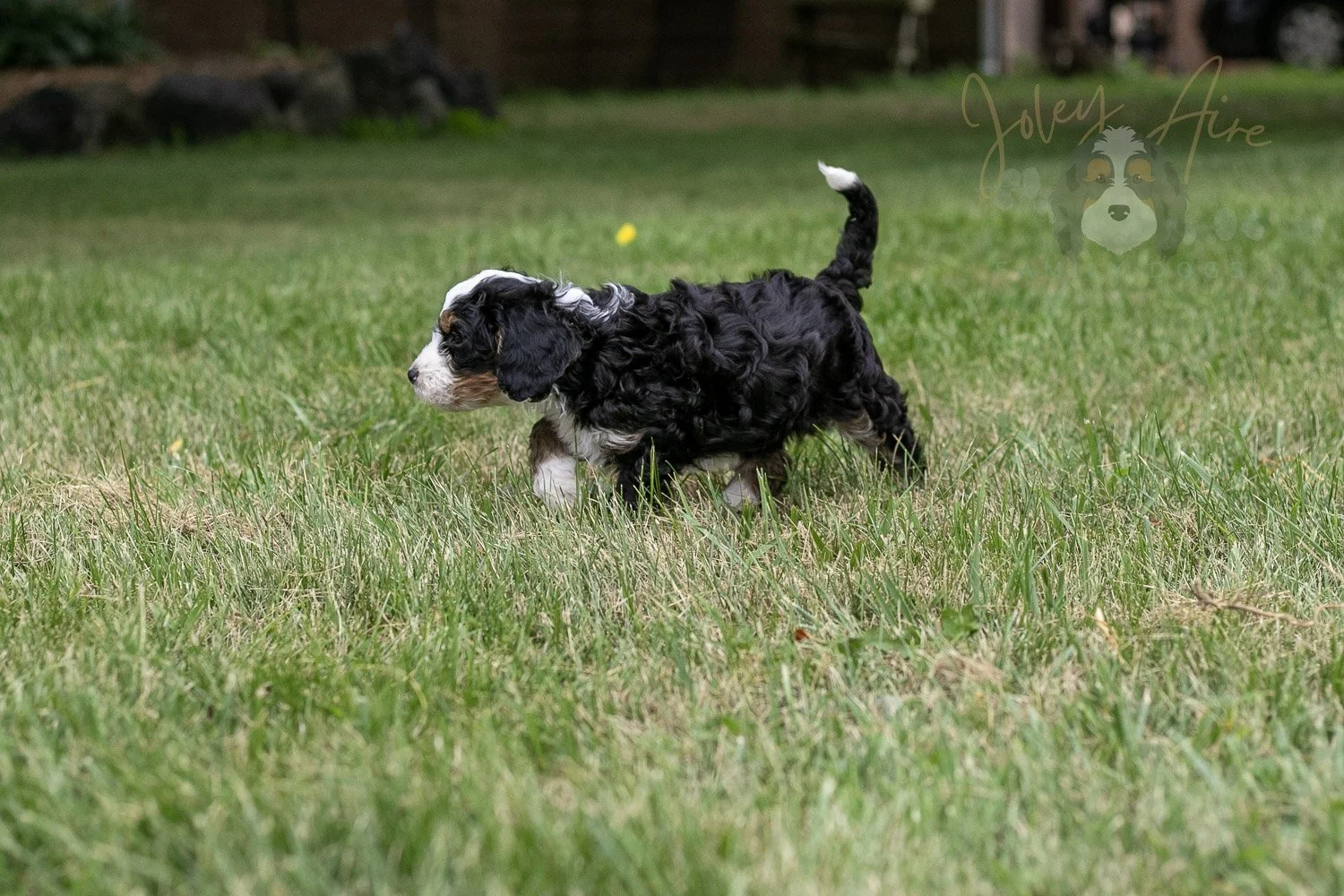 Yellowstone Bernedoodle Puppy-58.jpg