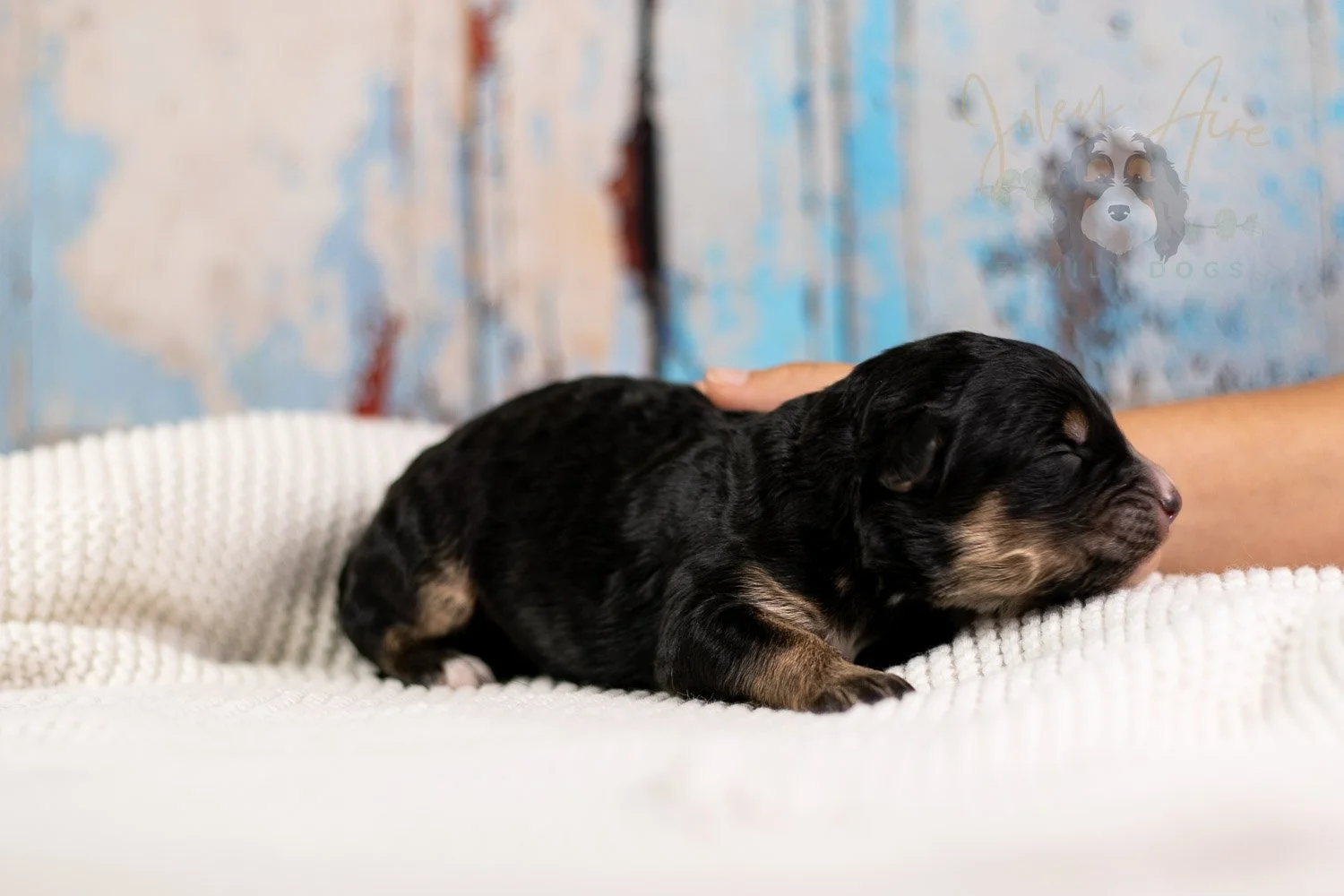 Da Vinci Bernedoodle Puppy-113.jpg