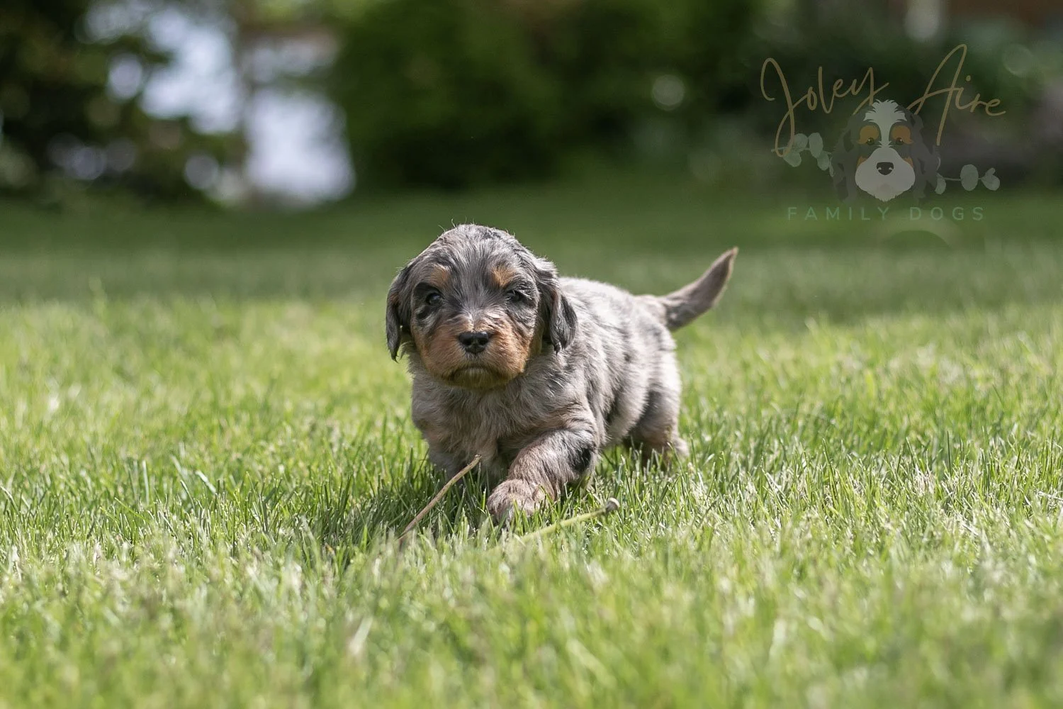 Ukelele Bernedoodle Puppy-23.jpg