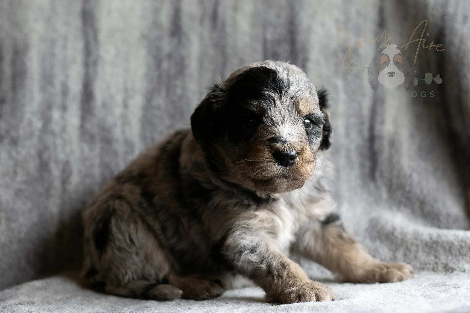 Frida Bernedoodle Puppy-148.jpg