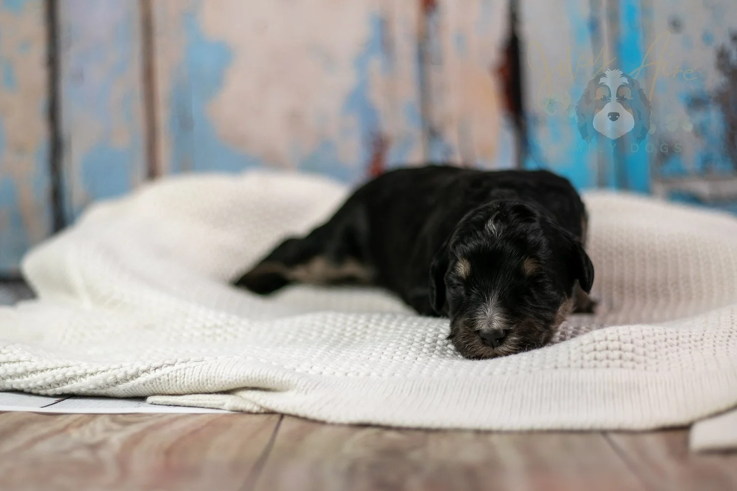Georgia Bernedoodle Puppy-246.jpg