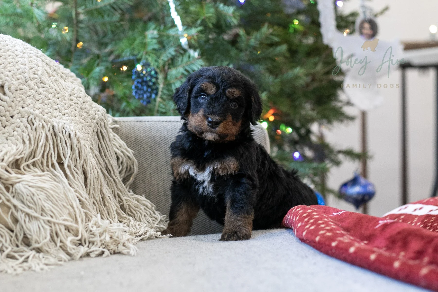 Kilimanjaro - Phantom Bernedoodle Puppy