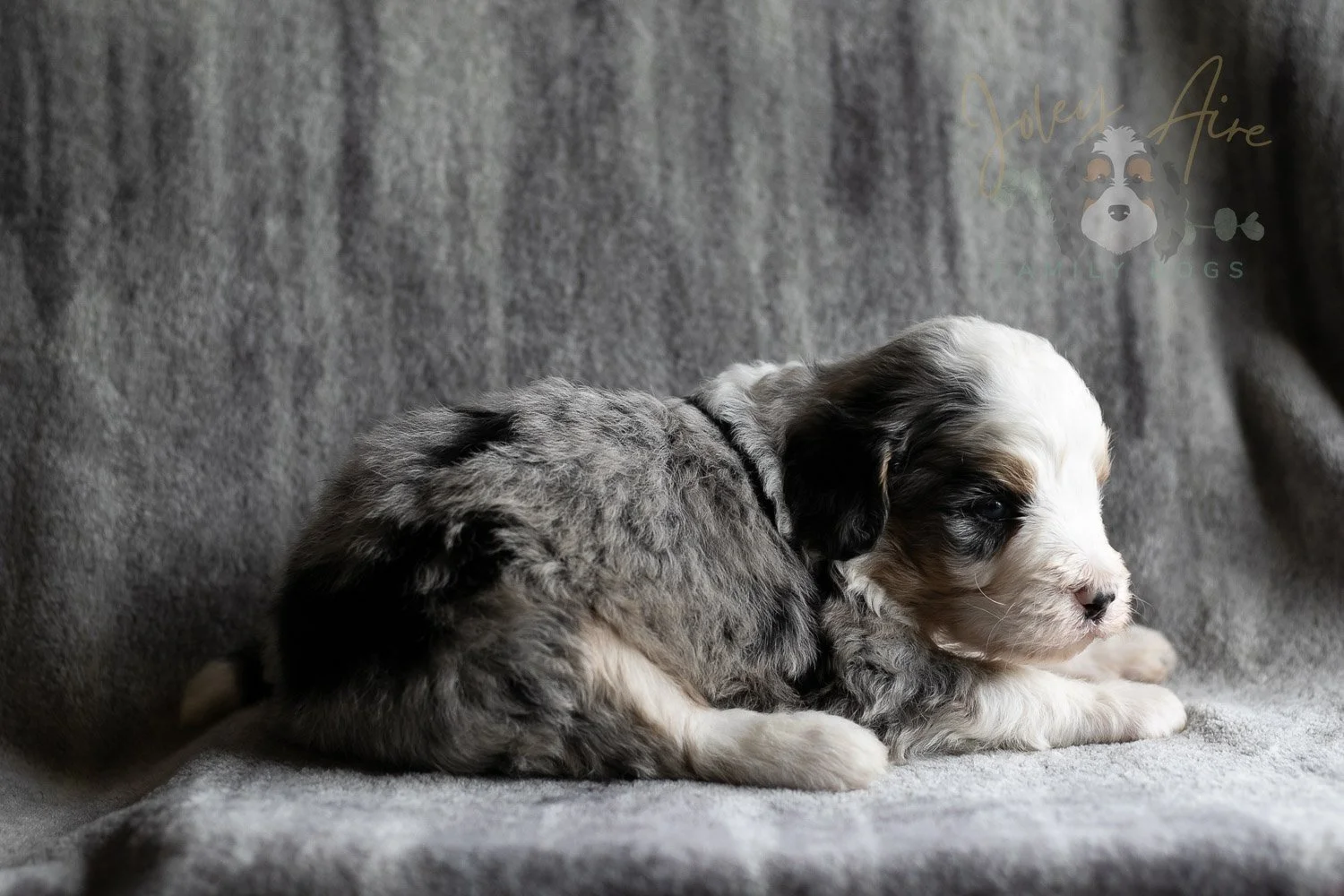 Pablo Picasso Bernedoodle Puppy-105.jpg