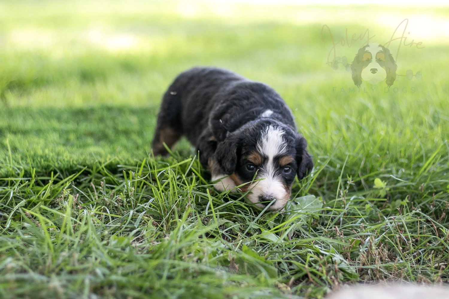Diana Barry Bernedoodle Puppy-568.jpg