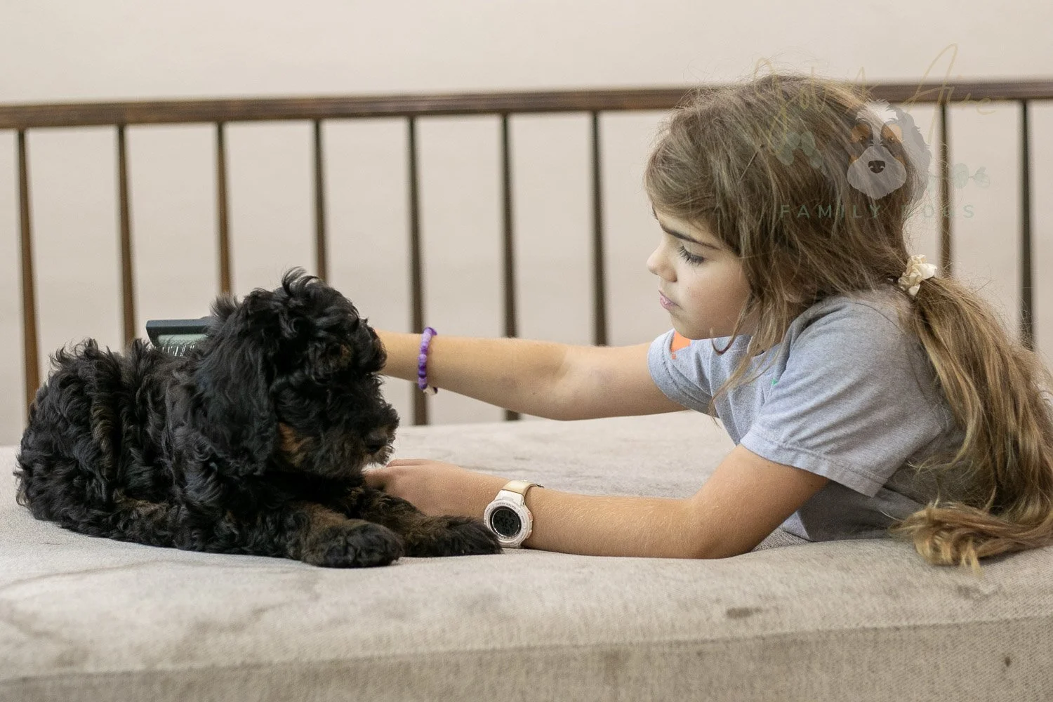 Acadia Bernedoodle Puppy-501.jpg