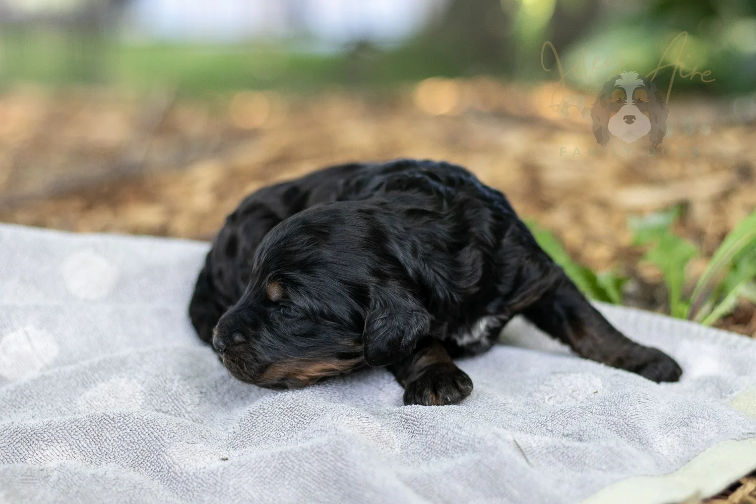 Denali Bernedoodle Puppy-102.jpg