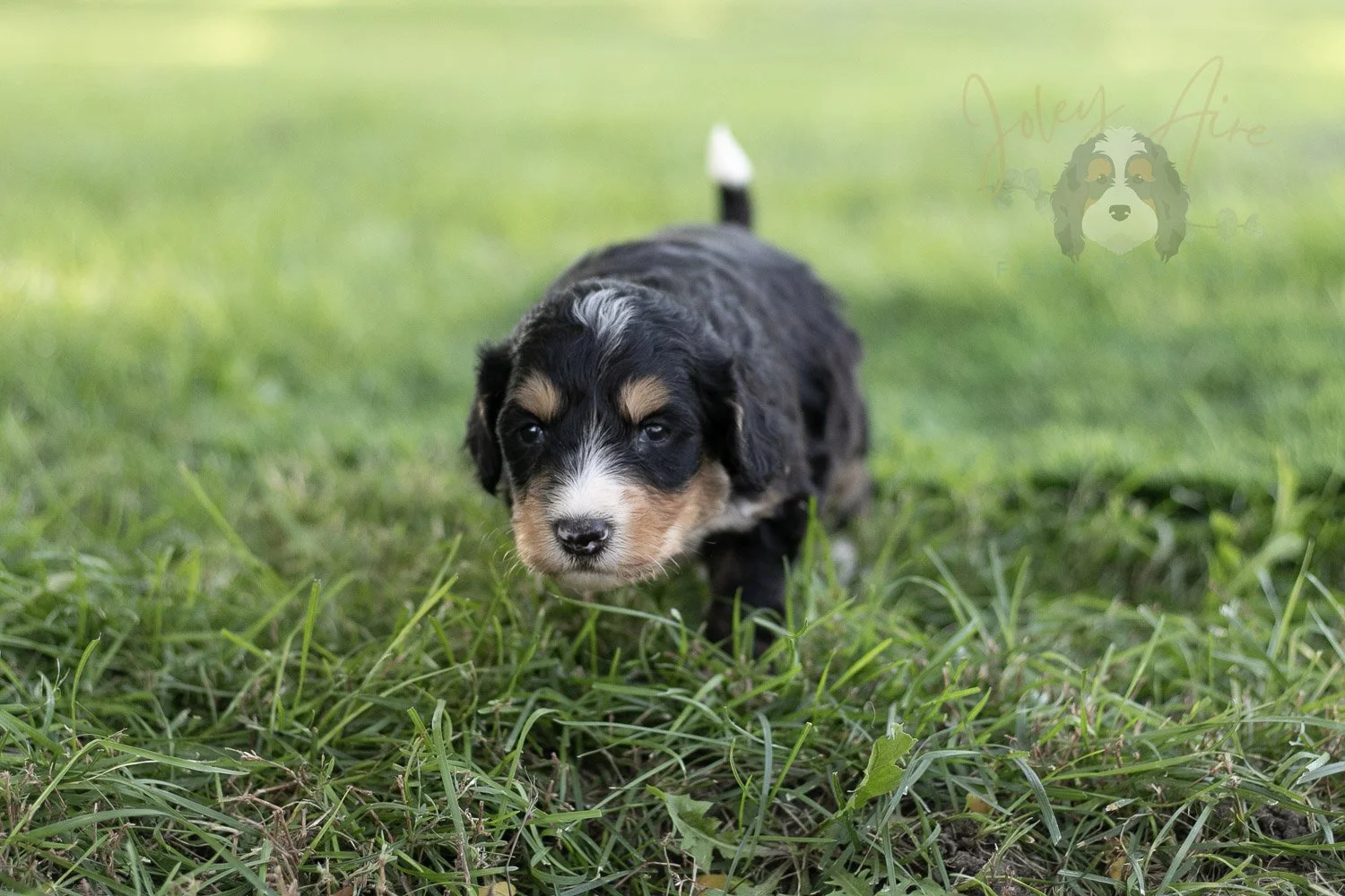 Walter Shirley Bernedoodle Puppy-456.jpg