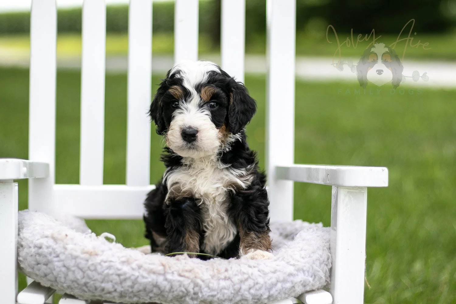 Yellowstone Bernedoodle Puppy-779.jpg