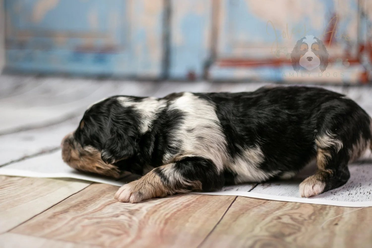 Artemisia Bernedoodle Puppy-289.jpg