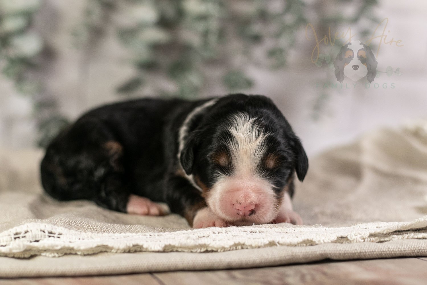 Harmonica Bernedoodle Puppy-2.jpg