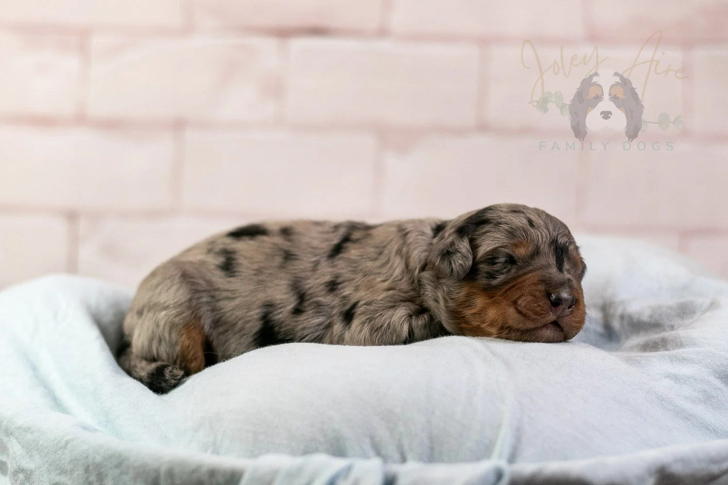 Marilla Bernedoodle Puppy-33.jpg