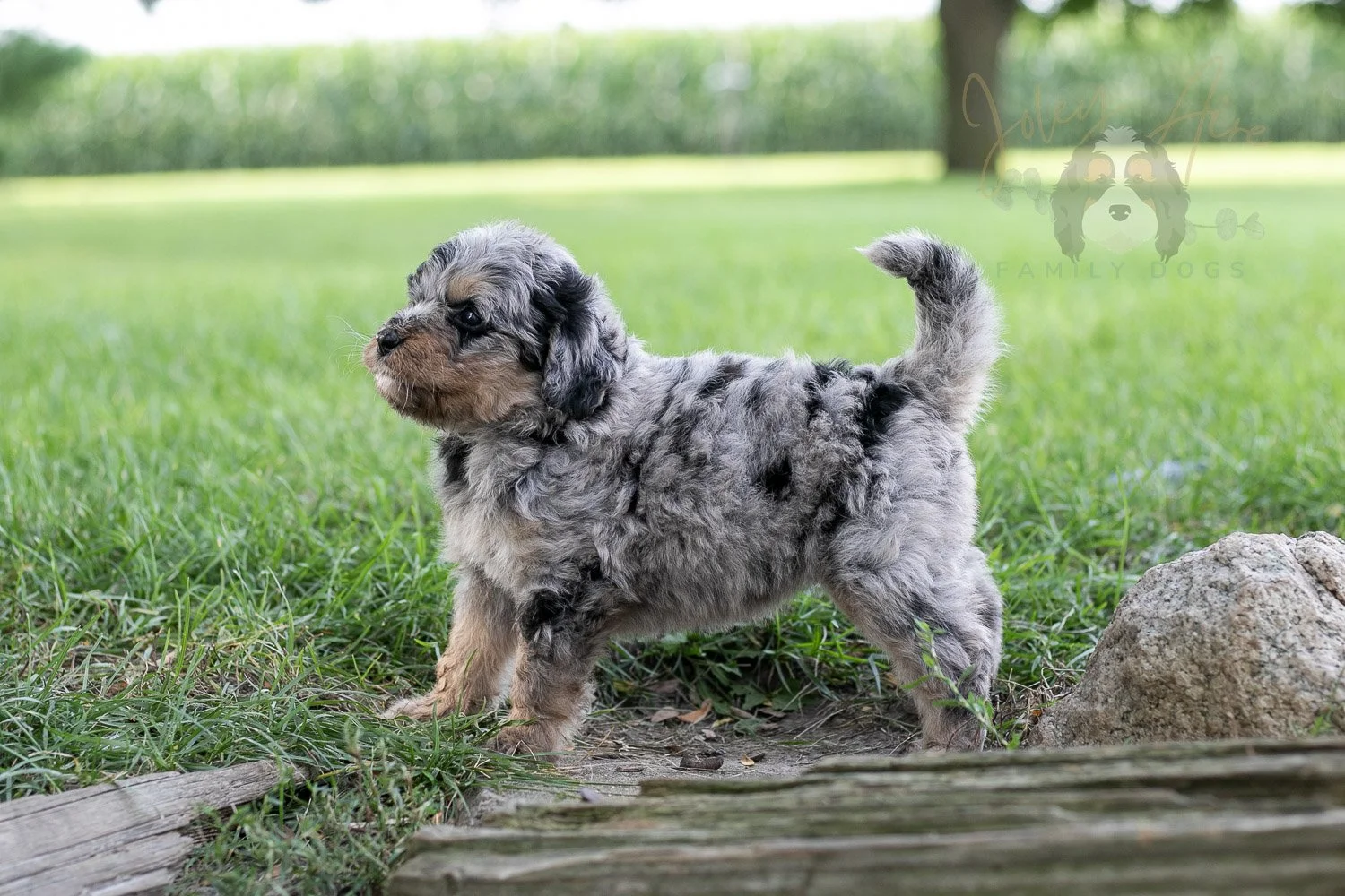 Frida Bernedoodle Puppy-140.jpg