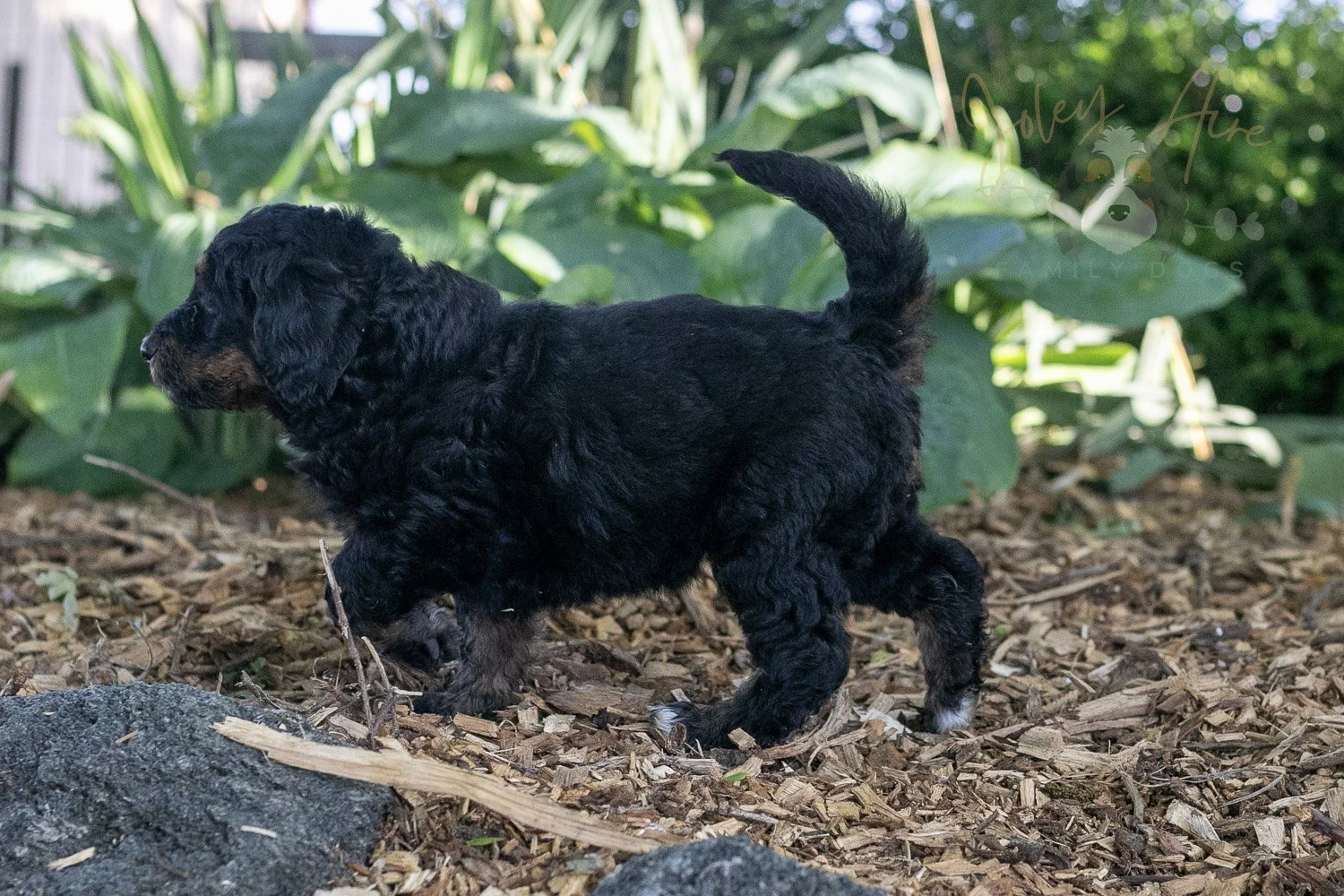 Piano Bernedoodle Puppy-13.jpg