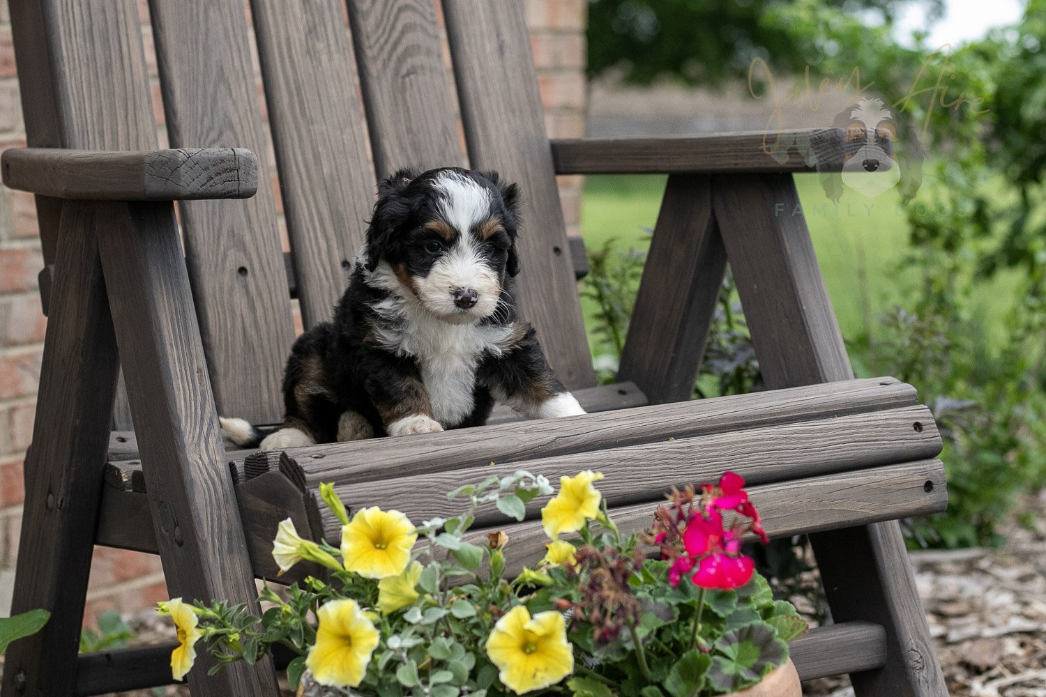 Harmonica Bernedoodle Puppy-4.jpg